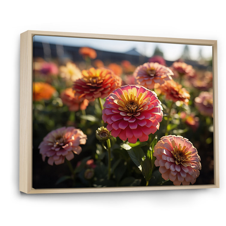 DesignArt Colourful Zinnias Field At Sunrise VI Framed On Canvas Print